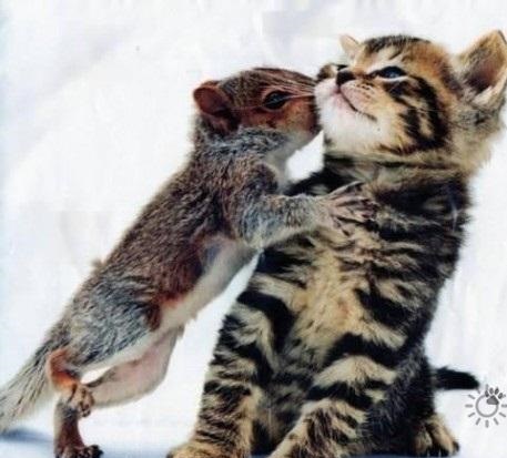 Wiewiórka daje buziaka kociakowi